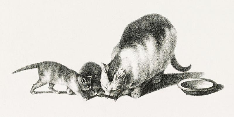 Illustration of domestic cat and kittens by Gottfried Mind (1768-1814). Digitally enhanced from our own original edition. Original from Library of Congress. Digitally enhanced by rawpixel. Illustration of domestic cat and kittens by Gottfried Mind (1768-1814). Digitally enhanced from our own original edition.…