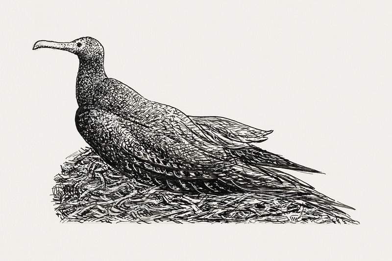 Cormorant on a nest (ca. 1891–1941) drawing in high resolution by Leo Gestel. Original from The Rijksmuseum. Digitally…