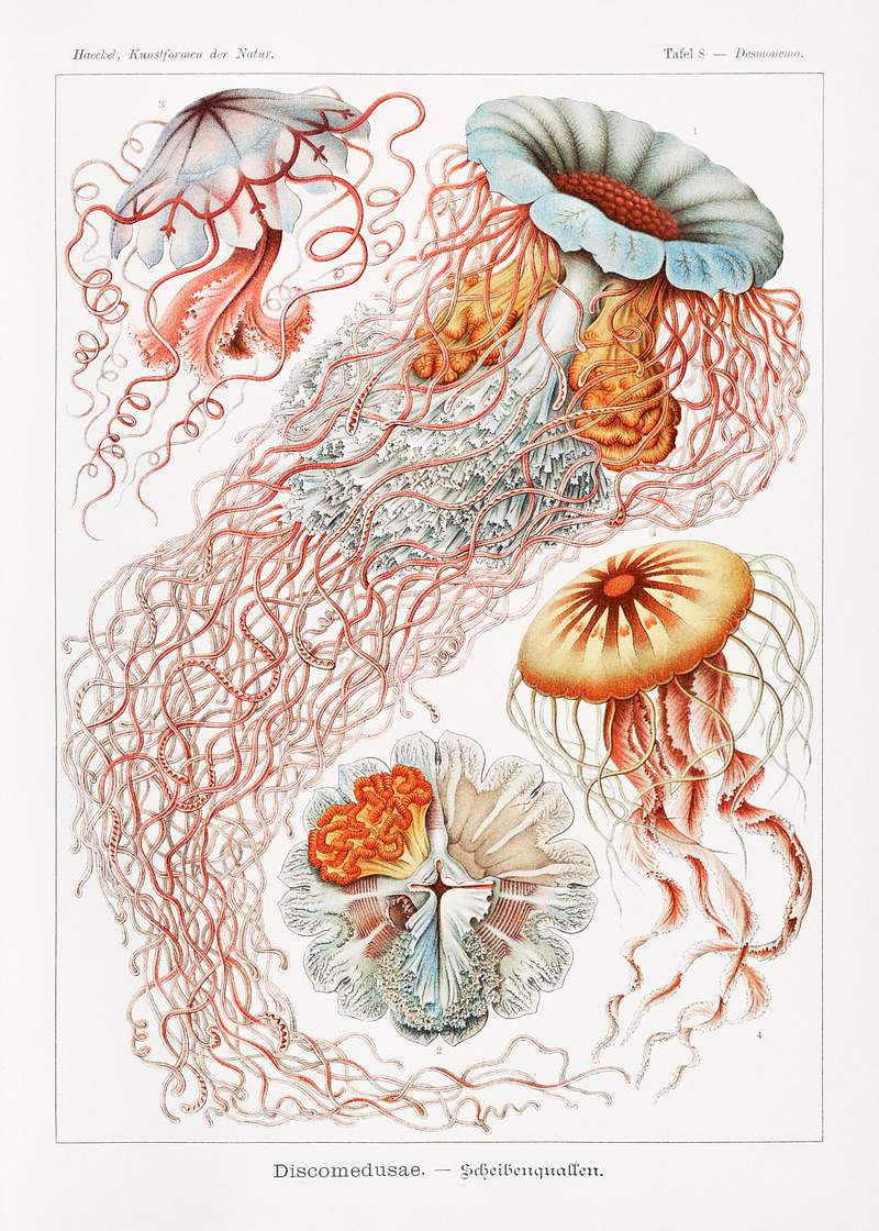 Discomedusae–Scheibenquallen from Kunstformen der Natur (1904) by Ernst Haeckel. Original from Library of Congress.…