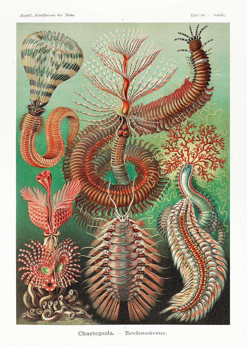 Chaetopoda–Borstenwürmer from… | Free public domain illustration Chaetopoda–Borstenwürmer from Kunstformen der Natur (1904) by Ernst Haeckel. Original from Library of Congress.…