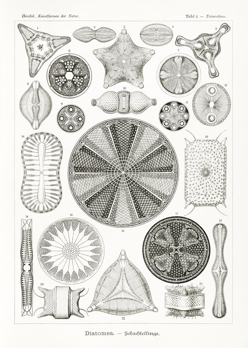 Diatomea–Schachtellinge from… | Free public domain illustration Diatomea–Schachtellinge from Kunstformen der Natur (1904) by Ernst Haeckel. Original from Library of Congress.…