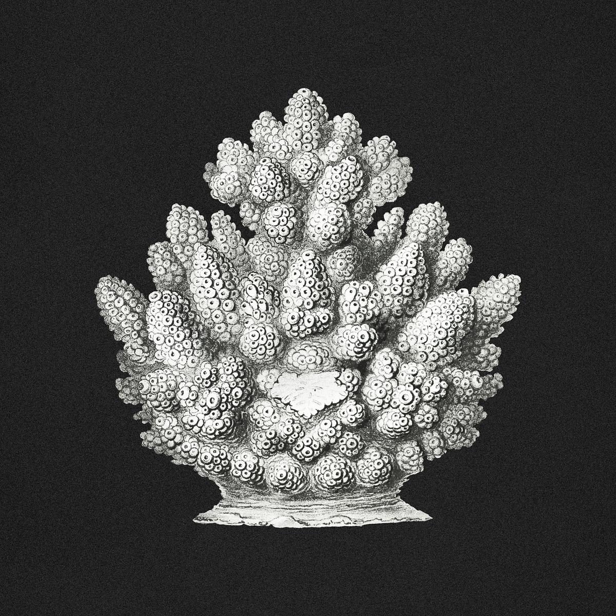 Vintage coral illustration on black | Premium PSD - rawpixel