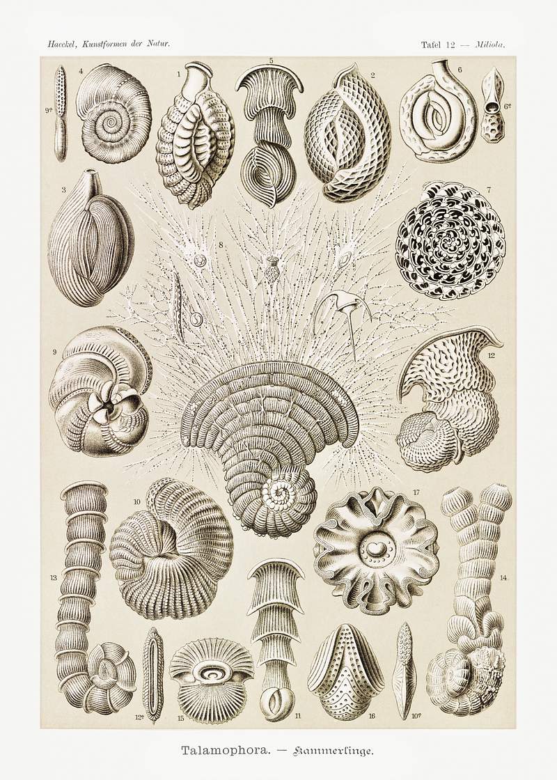 Talamophora–Kammerlinge from… | Free public domain illustration Talamophora–Kammerlinge from Kunstformen der Natur (1904) by Ernst Haeckel. Original from Library of Congress.…