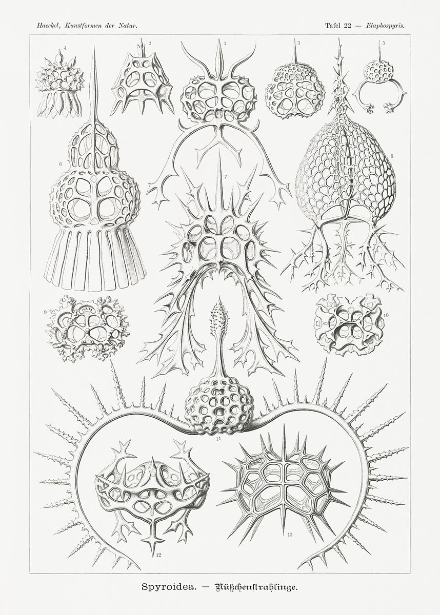 Spyroidea–Nükchenstrahlinge from… | Free public domain illustration Spyroidea–Nükchenstrahlinge from Kunstformen der Natur (1904) by Ernst Haeckel. Original from Library of Congress.…