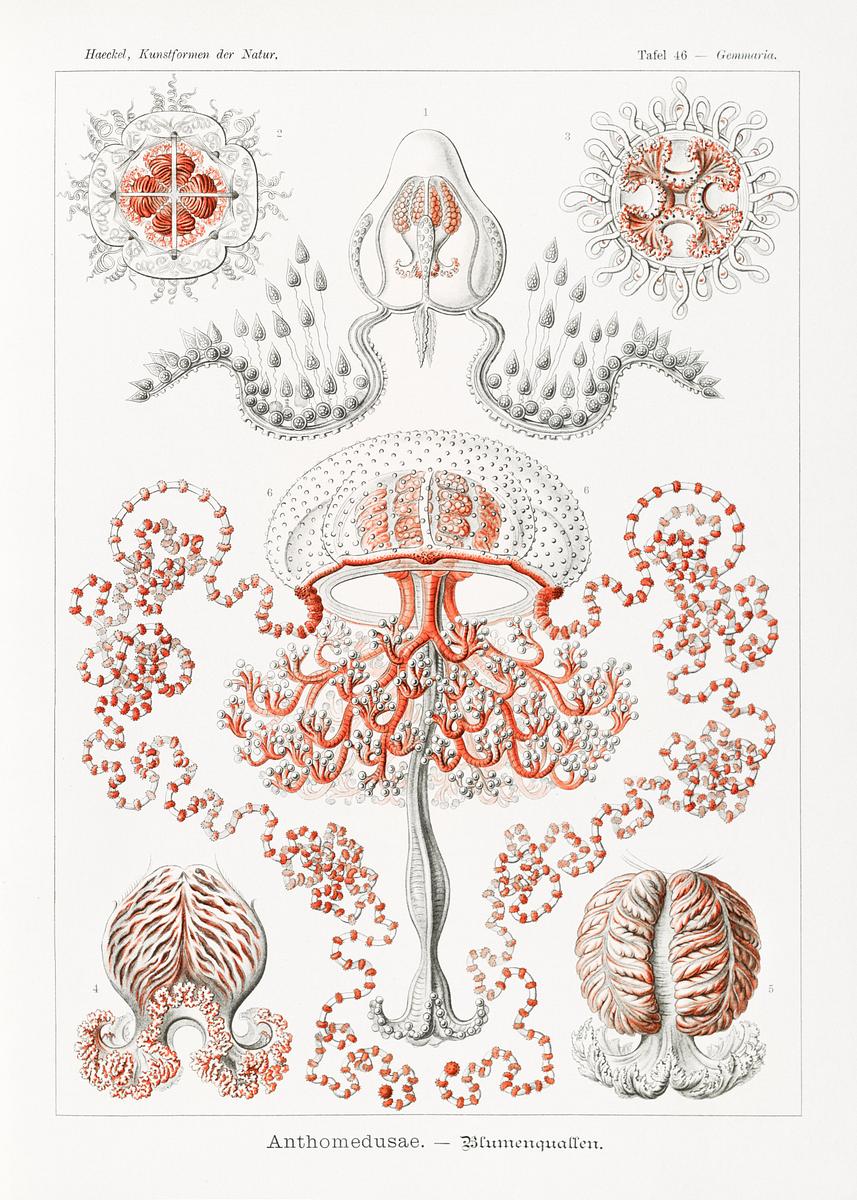 Anthomedusae–Blumenquallen from… | Free public domain illustration Anthomedusae–Blumenquallen from Kunstformen der Natur (1904) by Ernst Haeckel. Original from Library of Congress.…