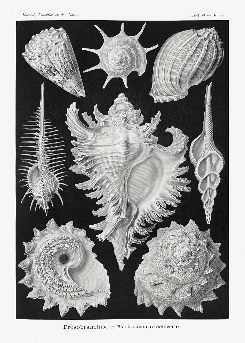 Prosobranchia–Dorderkiemen Schnecken… | Free public domain illustration Prosobranchia–Dorderkiemen Schnecken from Kunstformen der Natur (1904) by Ernst Haeckel. Original from Library of…