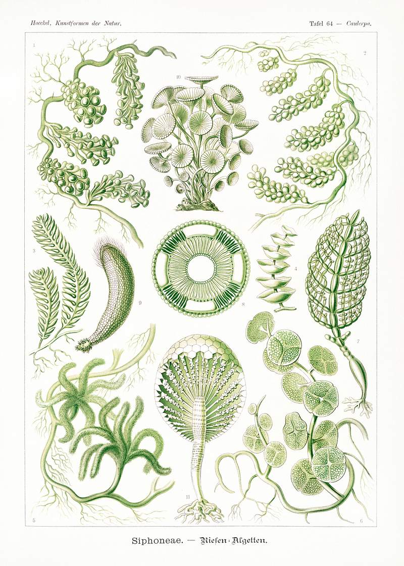 Siphoneae–Riesen Algetten from… | Free public domain illustration Siphoneae–Riesen Algetten from Kunstformen der Natur (1904) by Ernst Haeckel. Original from Library of Congress.…