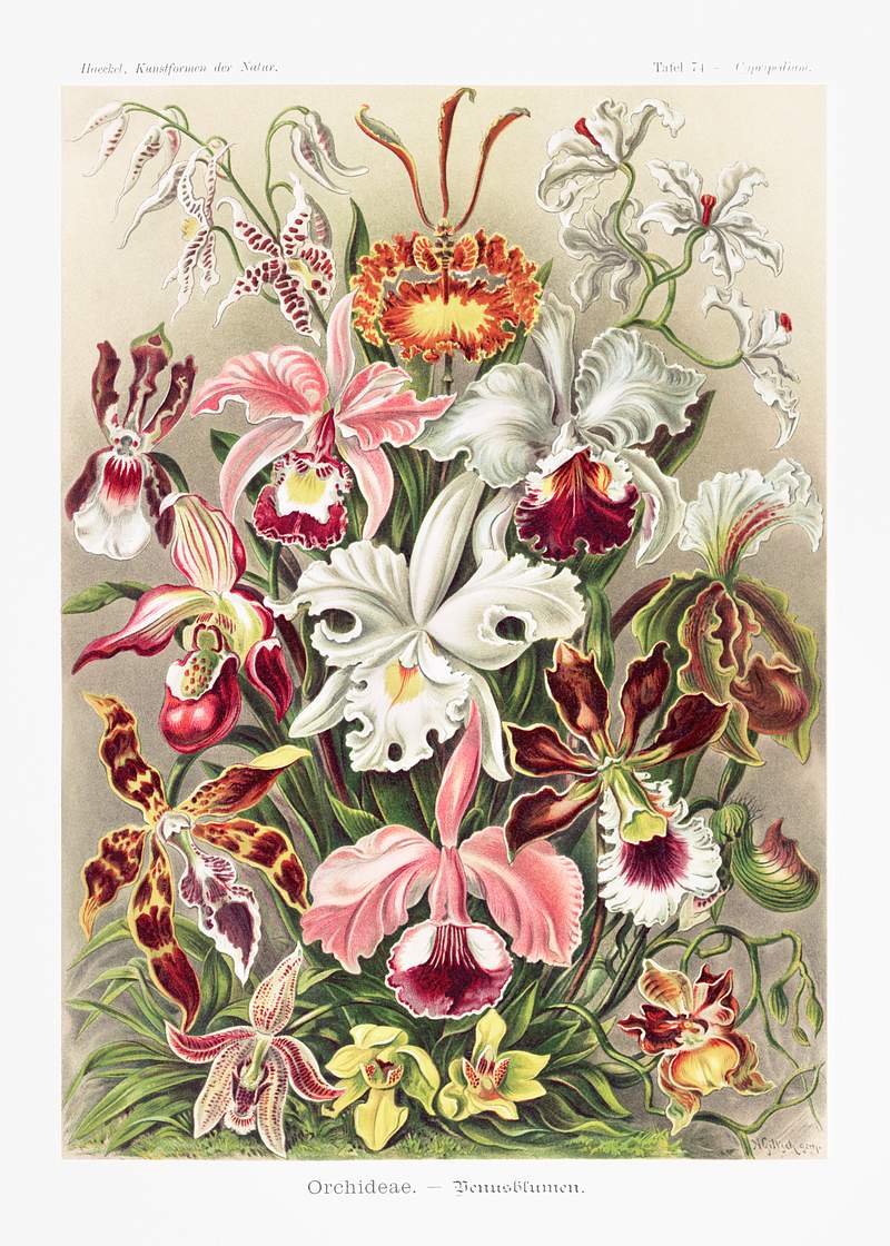 Orchideae–Denusblumen / A. Giltsch, gem from Kunstformen der Natur (1904) by Ernst Haeckel. Original from Library of…