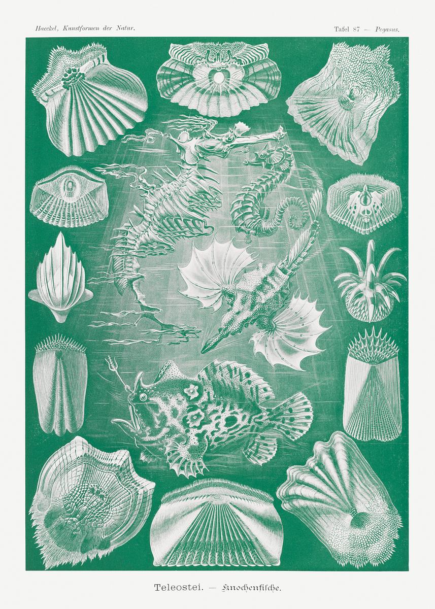 Teleostei–Knochenfische from… | Free public domain illustration Teleostei–Knochenfische from Kunstformen der Natur (1904) by Ernst Haeckel. Original from Library of Congress.…