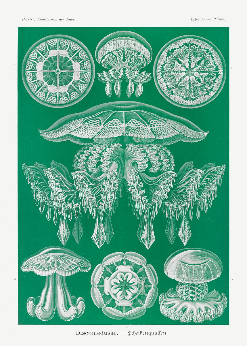 Discomedusae–Scheibenquallen from… | Free public domain illustration Discomedusae–Scheibenquallen from Kunstformen der Natur (1904) by Ernst Haeckel. Original from Library of Congress.…