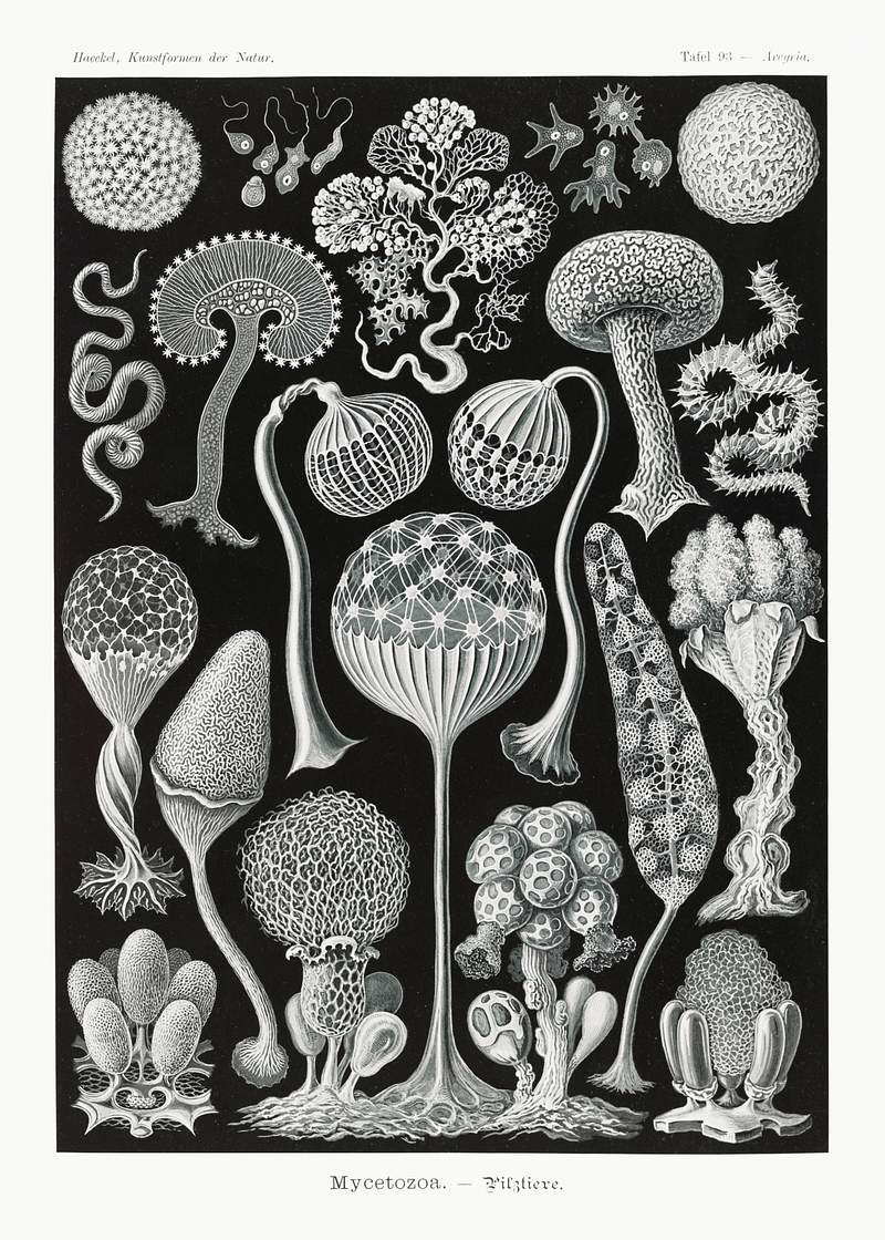 Mycetozoa–Pilztiere from Kunstformen… | Free public domain illustration Mycetozoa–Pilztiere from Kunstformen der Natur (1904) by Ernst Haeckel. Original from Library of Congress. Digitally…