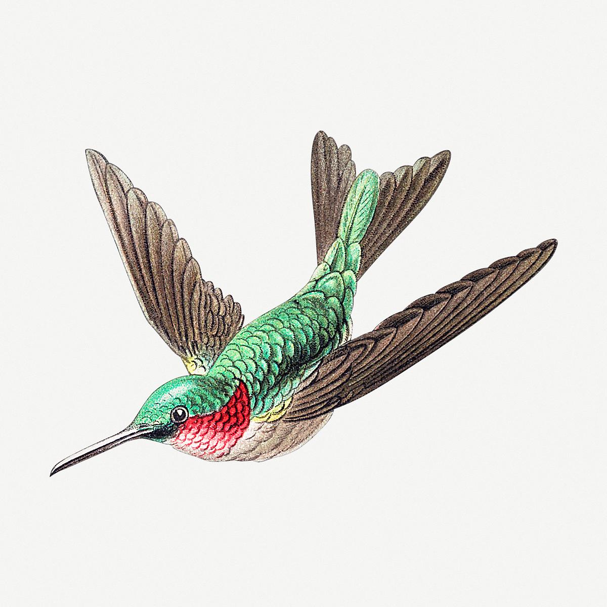 Humming bird