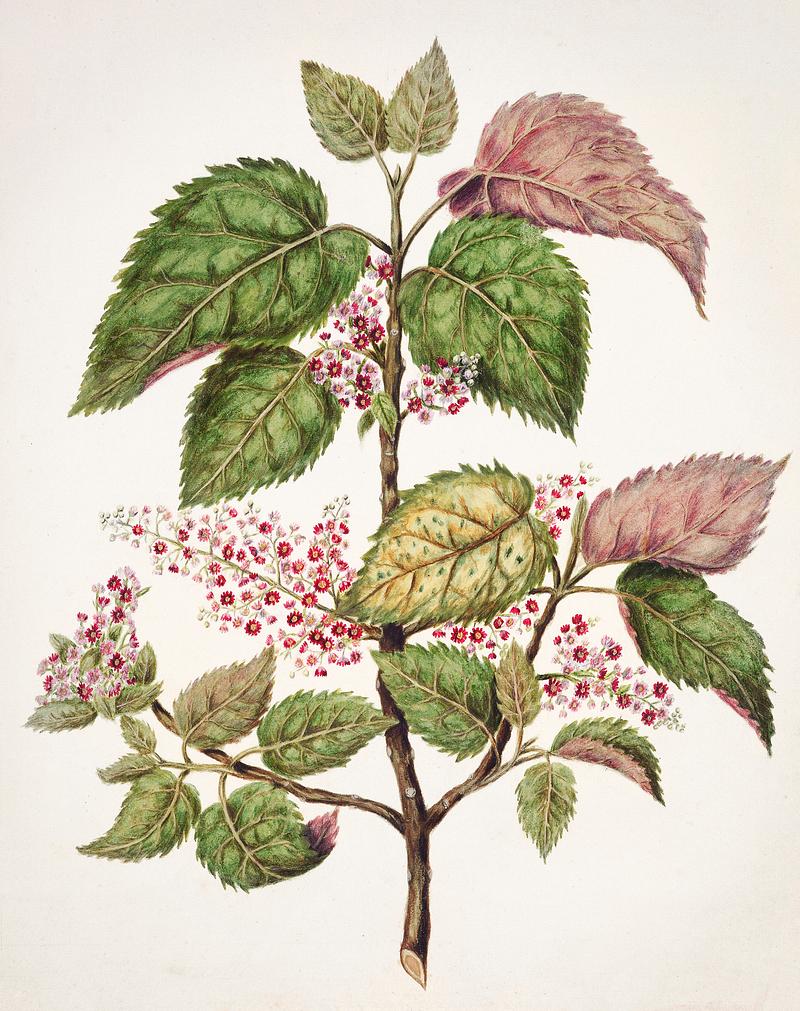 Antique plant Makomako - Aristotelia Racemosa drawn by Sarah Featon(1848 - 1927). Original from Museum of New Zealand. Digitally enhanced by rawpixel. Antique plant Makomako - Aristotelia Racemosa drawn by Sarah Featon(1848 - 1927). Original from Museum of New Zealand.…