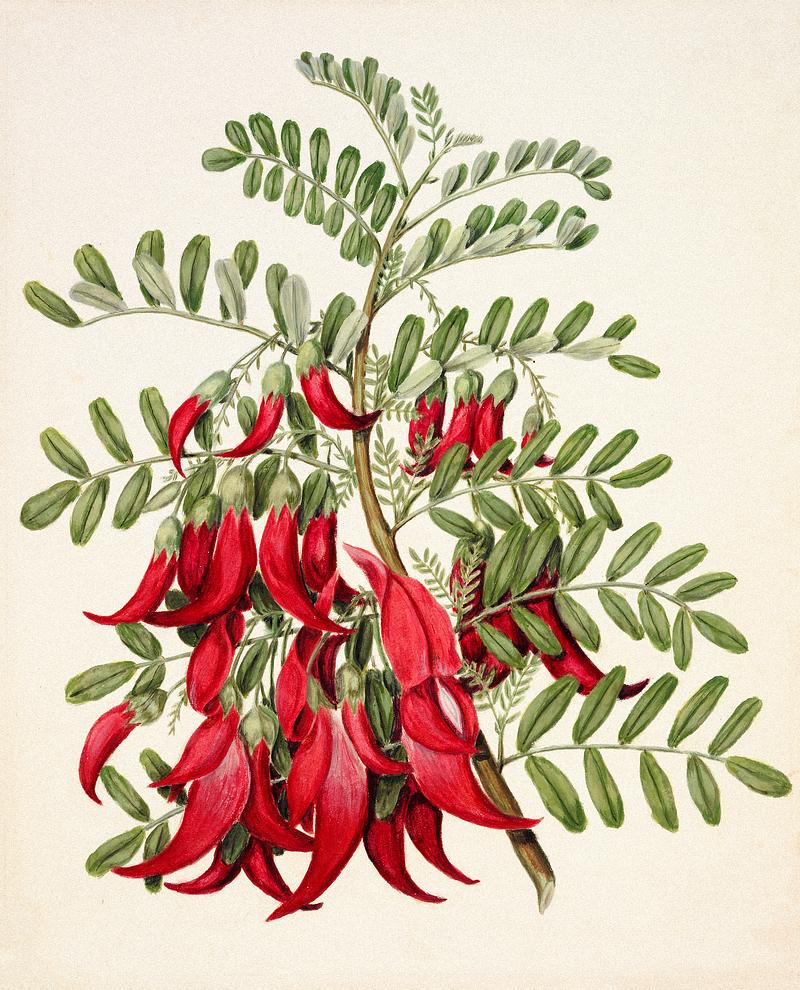 Antique plant Kowhai - Clianthus puniceus drawn by Sarah Featon(1848 - 1927). Original from Museum of New Zealand. Digitally enhanced by rawpixel. Antique plant Kowhai - Clianthus puniceus drawn by Sarah Featon(1848 - 1927). Original from Museum of New Zealand. Digitally…