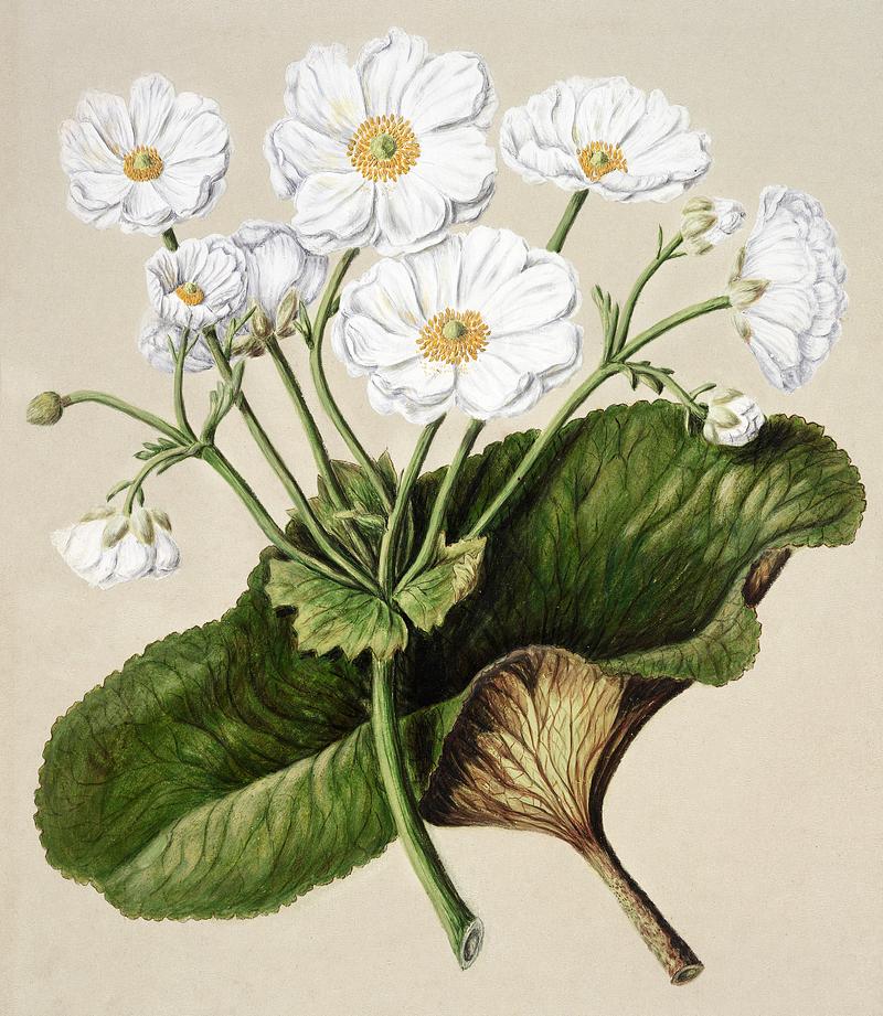 Antique plant The mountain lily drawn by Sarah Featon(1848 - 1927). Original from Museum of New Zealand. Digitally enhanced by rawpixel. Antique plant The mountain lily drawn by Sarah Featon(1848 - 1927). Original from Museum of New Zealand. Digitally enhanced…