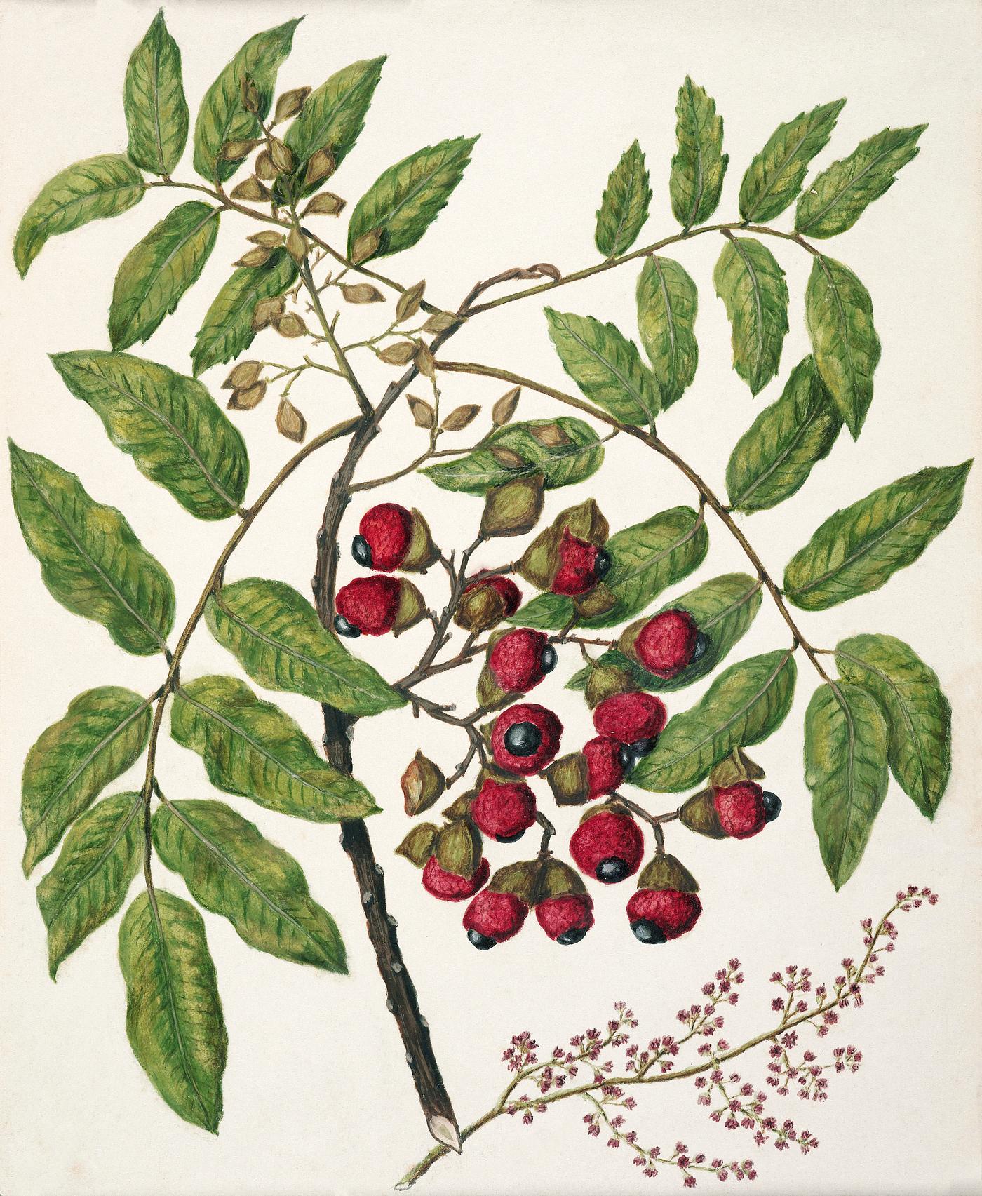 Antique plant Titoki drawn by Sarah Featon (1848–1927). Original from Museum of New Zealand. Digitally enhanced by... Antique plant Titoki drawn by Sarah Featon (1848–1927). Original from Museum of New Zealand. Digitally enhanced by...