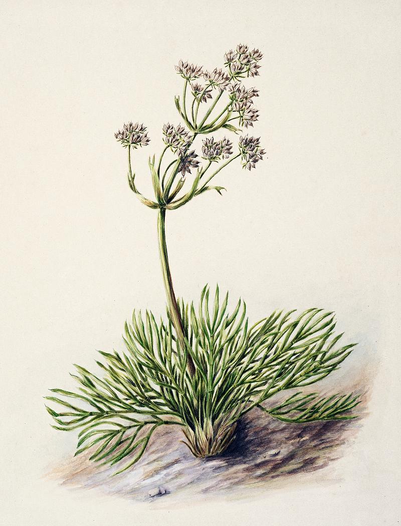 Antique plant Wild Spaniard drawn by Sarah Featon(1848 - 1927). Original from Museum of New Zealand. Digitally enhanced by rawpixel. Antique plant Wild Spaniard drawn by Sarah Featon(1848 - 1927). Original from Museum of New Zealand. Digitally enhanced by…