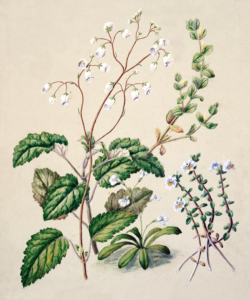 Antique plant Calceolaria sinclarii - Mazus pumilio - Mimulus repensdrawn drawn by Sarah Featon(1848 - 1927). Original from Museum of New Zealand. Digitally enhanced by rawpixel. Antique plant Calceolaria sinclarii - Mazus pumilio - Mimulus repensdrawn drawn by Sarah Featon(1848 - 1927). Original from…
