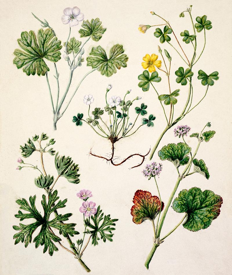 Antique plant Geranium dissectum - Geranium traversii - Magellanica - Oxalis corniculata - Pelargonium Australe drawn by Sarah Featon(1848 - 1927). Original from Museum of New Zealand. Digitally enhanced by rawpixel. Antique plant Geranium dissectum - Geranium traversii - Magellanica - Oxalis corniculata - Pelargonium Australe drawn by…