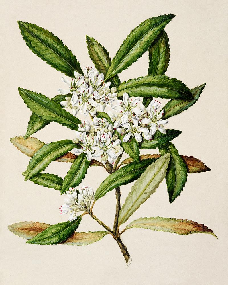 Antique plant Ixerba brexioicles - Tawari drawn by Sarah Featon(1848 - 1927). Original from Museum of New Zealand. Digitally enhanced by rawpixel. Antique plant Ixerba brexioicles - Tawari drawn by Sarah Featon(1848 - 1927). Original from Museum of New Zealand. Digitally…