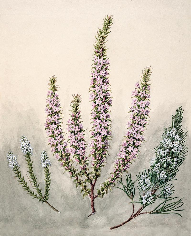 Antique plant Epacris(2species) drawn by Sarah Featon(1848 - 1927). Original from Museum of New Zealand. Digitally enhanced by rawpixel. Antique plant Epacris(2species) drawn by Sarah Featon(1848 - 1927). Original from Museum of New Zealand. Digitally enhanced…