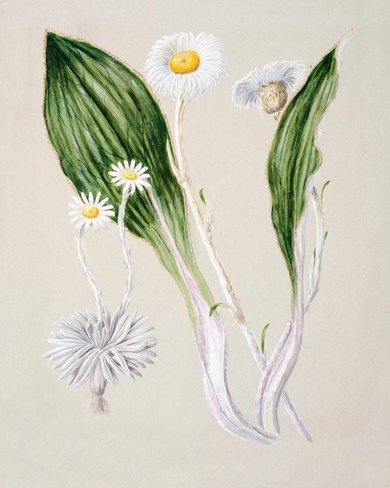 Antique plant Senecio Celmesia (mountain daisy) drawn by Sarah Featon(1848 - 1927). Original from Museum of New Zealand. Digitally enhanced by rawpixel. Antique plant Senecio Celmesia (mountain daisy) drawn by Sarah Featon(1848 - 1927). Original from Museum of New Zealand.…