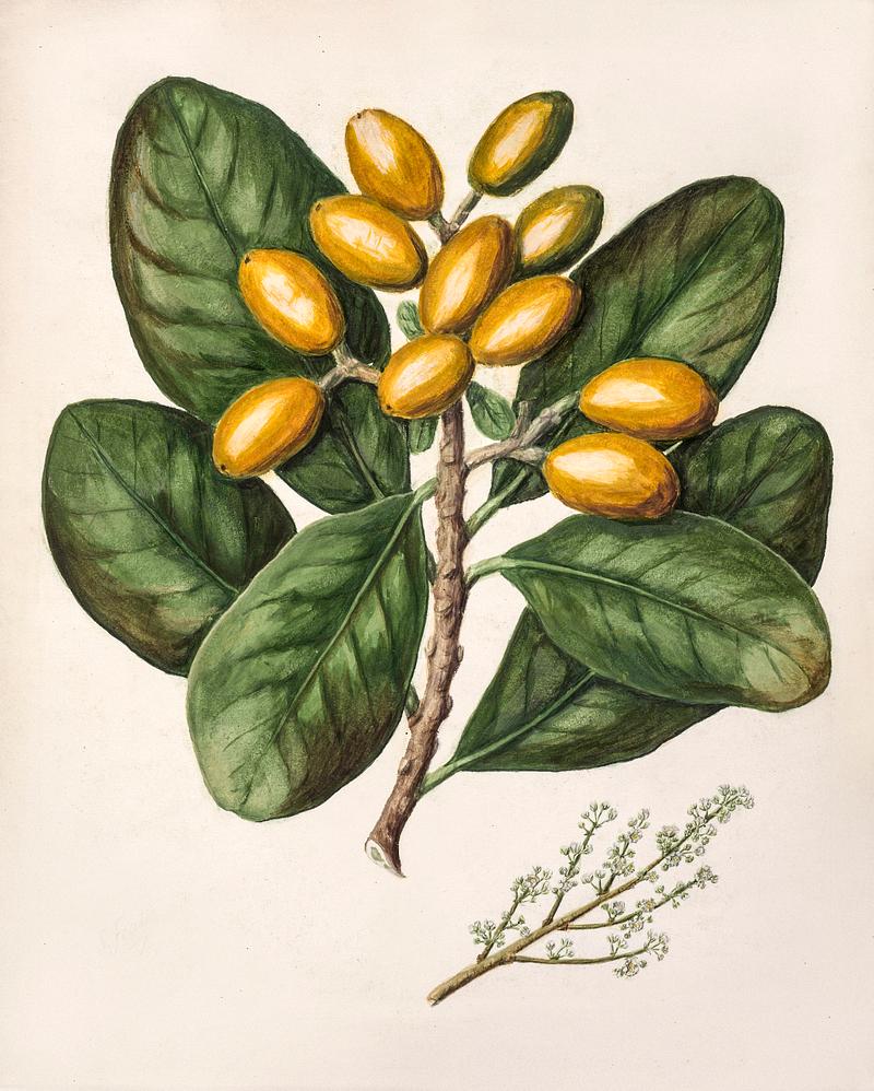 Antique plant Karaka drawn by Sarah Featon(1848 - 1927). Original from Museum of New Zealand. Digitally enhanced by rawpixel. Antique plant Karaka drawn by Sarah Featon(1848 - 1927). Original from Museum of New Zealand. Digitally enhanced by rawpixel.