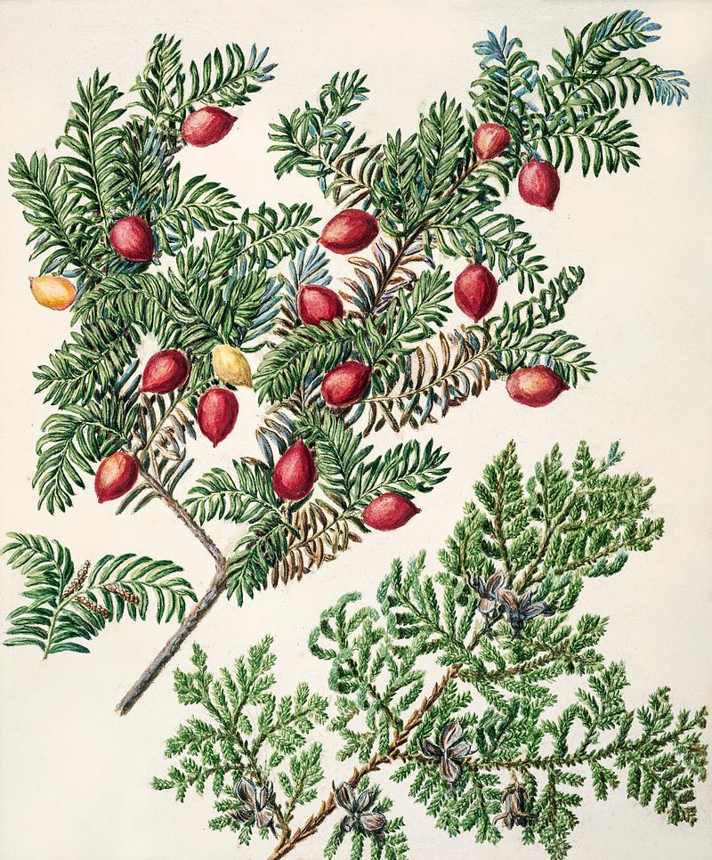 Antique plant Miro - Kawaka drawn by Sarah Featon(1848 - 1927). Original from Museum of New Zealand. Digitally enhanced by rawpixel. Antique plant Miro - Kawaka drawn by Sarah Featon(1848 - 1927). Original from Museum of New Zealand. Digitally enhanced by…
