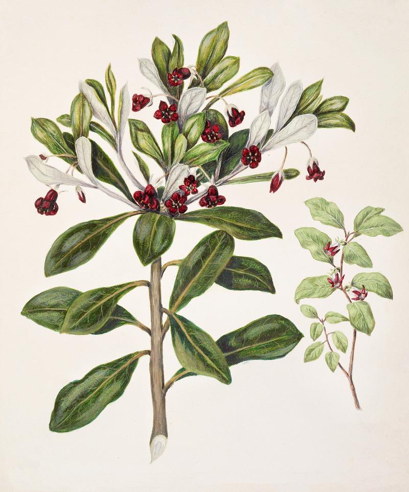 Antique plant Pittosporum tenufolium - Pittosporum crassifolium drawn by Sarah Featon(1848 - 1927). Original from Museum of New Zealand. Digitally enhanced by rawpixel. Antique plant Pittosporum tenufolium - Pittosporum crassifolium drawn by Sarah Featon(1848 - 1927). Original from Museum of…