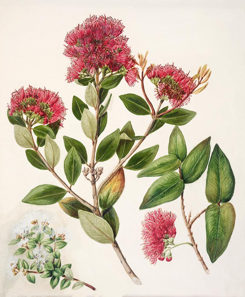 Antique plant Aka. Rata drawn by Sarah Featon(1848 - 1927). Original from Museum of New Zealand. Digitally enhanced by rawpixel. Antique plant Aka. Rata drawn by Sarah Featon(1848 - 1927). Original from Museum of New Zealand. Digitally enhanced by…