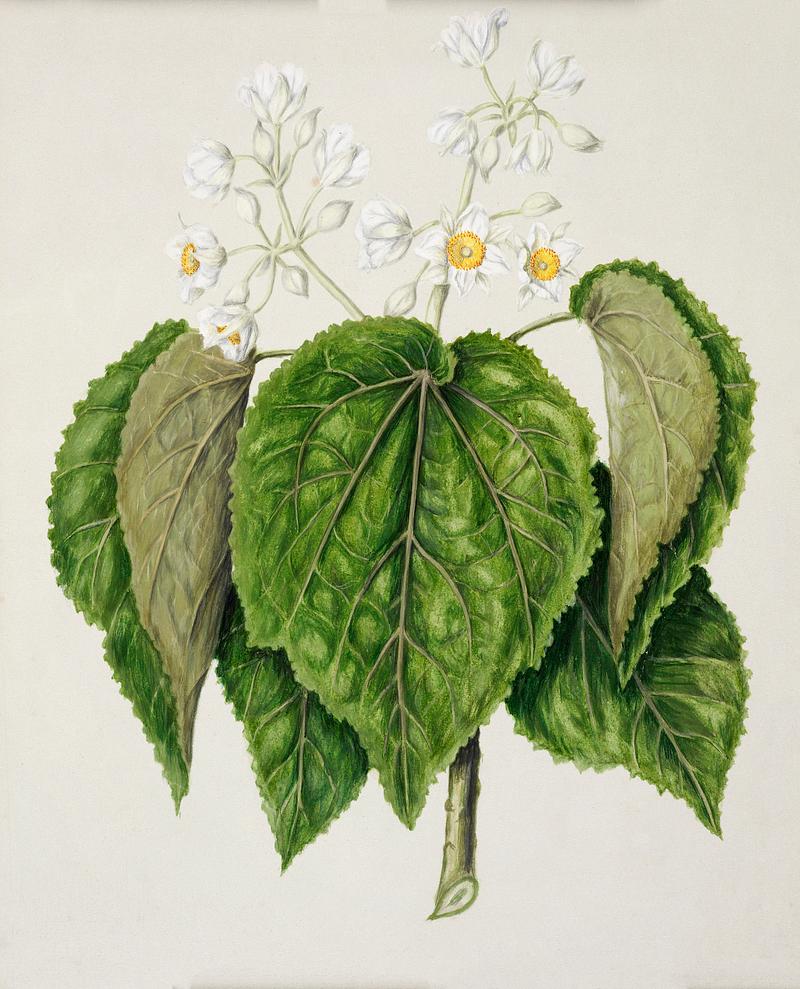 Antique plant Whau. Cork tree drawn by Sarah Featon(1848 - 1927). Original from Museum of New Zealand. Digitally enhanced by rawpixel. Antique plant Whau. Cork tree drawn by Sarah Featon(1848 - 1927). Original from Museum of New Zealand. Digitally enhanced by…
