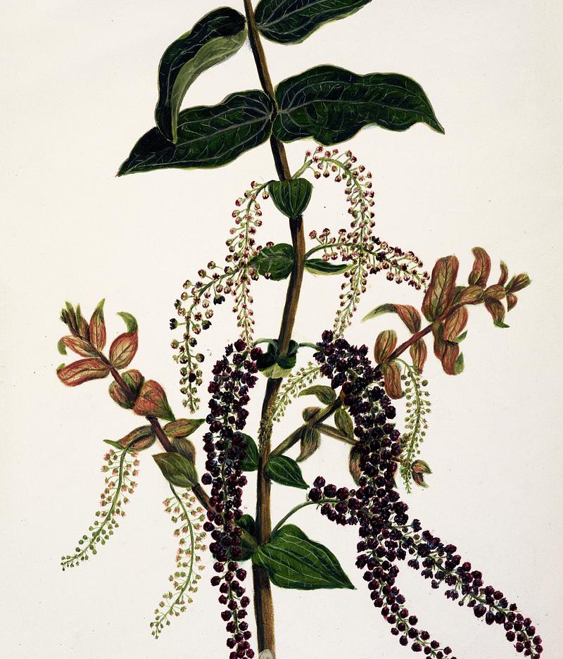 Antique plant Tutu drawn by Sarah Featon(1848 - 1927). Original from Museum of New Zealand. Digitally enhanced by rawpixel. Antique plant Tutu drawn by Sarah Featon(1848 - 1927). Original from Museum of New Zealand. Digitally enhanced by rawpixel.