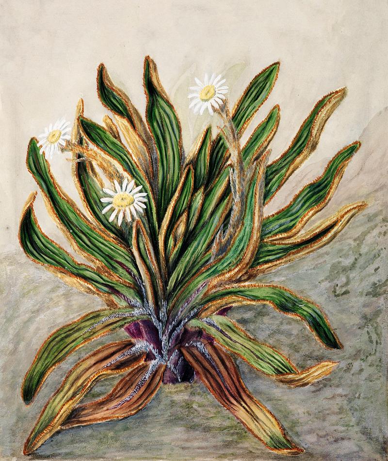 Antique plant Mountain daisy drawn by Sarah Featon(1848 - 1927). Original from Museum of New Zealand. Digitally enhanced by rawpixel. Antique plant Mountain daisy drawn by Sarah Featon(1848 - 1927). Original from Museum of New Zealand. Digitally enhanced by…