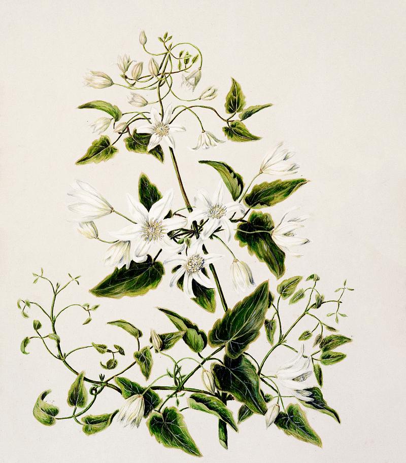 Antique plant Pikiarero - Clematis hexasepala drawn by Sarah Featon(1848 - 1927). Original from Museum of New Zealand. Digitally enhanced by rawpixel. Antique plant Pikiarero - Clematis hexasepala drawn by Sarah Featon(1848 - 1927). Original from Museum of New Zealand.…