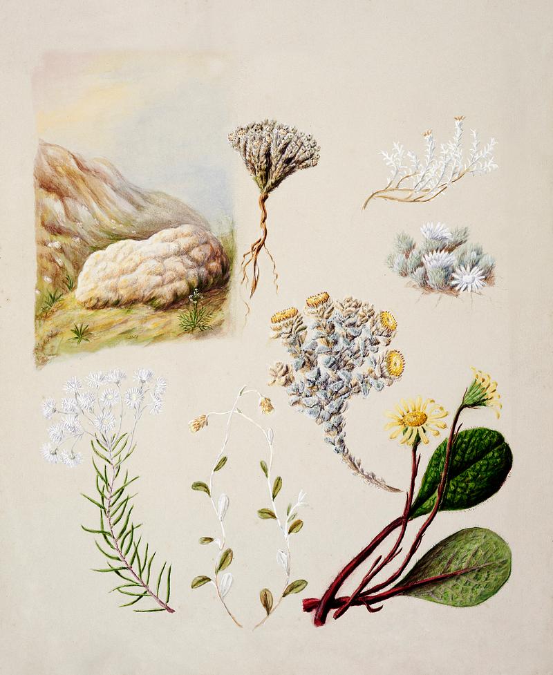 Antique plant Raoulia eximia Raoulia monroi Raoulia grandiflora Anaphoalioides trinervis Helichrysum filicaute Haastia recurva Brachyglottis bellidioides drawn by Sarah Featon(1848 - 1927). Original from Museum of New Zealand. Digitally enhanced by rawpixel. Antique plant Raoulia eximia Raoulia monroi Raoulia grandiflora Anaphoalioides trinervis Helichrysum filicaute Haastia…