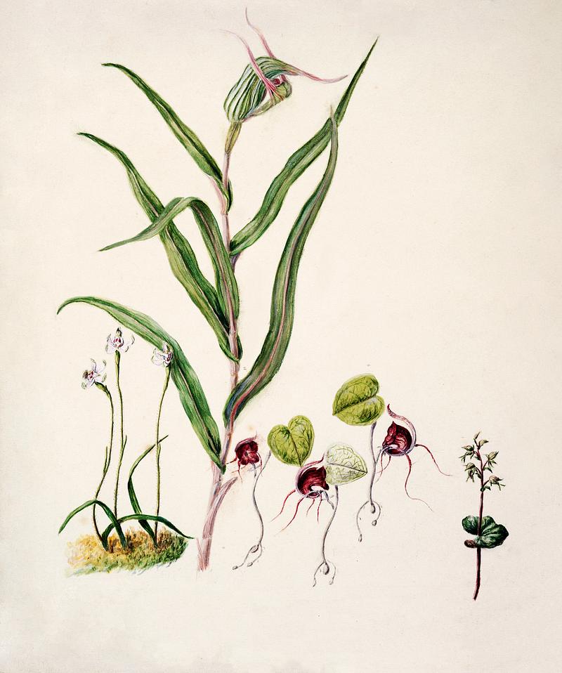 Antique plant Acianthus Sinclari Corysanthes macarantha Caladenia minor Pterostyles Banksii drawn by Sarah Featon(1848 - 1927). Original from Museum of New Zealand. Digitally enhanced by rawpixel. Antique plant Acianthus Sinclari Corysanthes macarantha Caladenia minor Pterostyles Banksii drawn by Sarah Featon(1848 -…