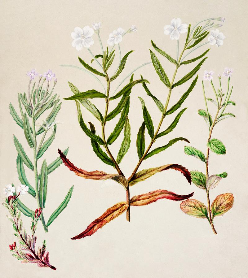 Antique plant Epilobium pallilifolium drawn by Sarah Featon(1848 - 1927). Original from Museum of New Zealand. Digitally enhanced by rawpixel. Antique plant Epilobium pallilifolium drawn by Sarah Featon(1848 - 1927). Original from Museum of New Zealand. Digitally…