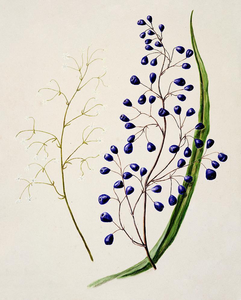 Antique plant Dianella intermedia Ink plant drawn by Sarah Featon(1848 - 1927). Original from Museum of New Zealand. Digitally enhanced by rawpixel. Antique plant Dianella intermedia Ink plant drawn by Sarah Featon(1848 - 1927). Original from Museum of New Zealand.…