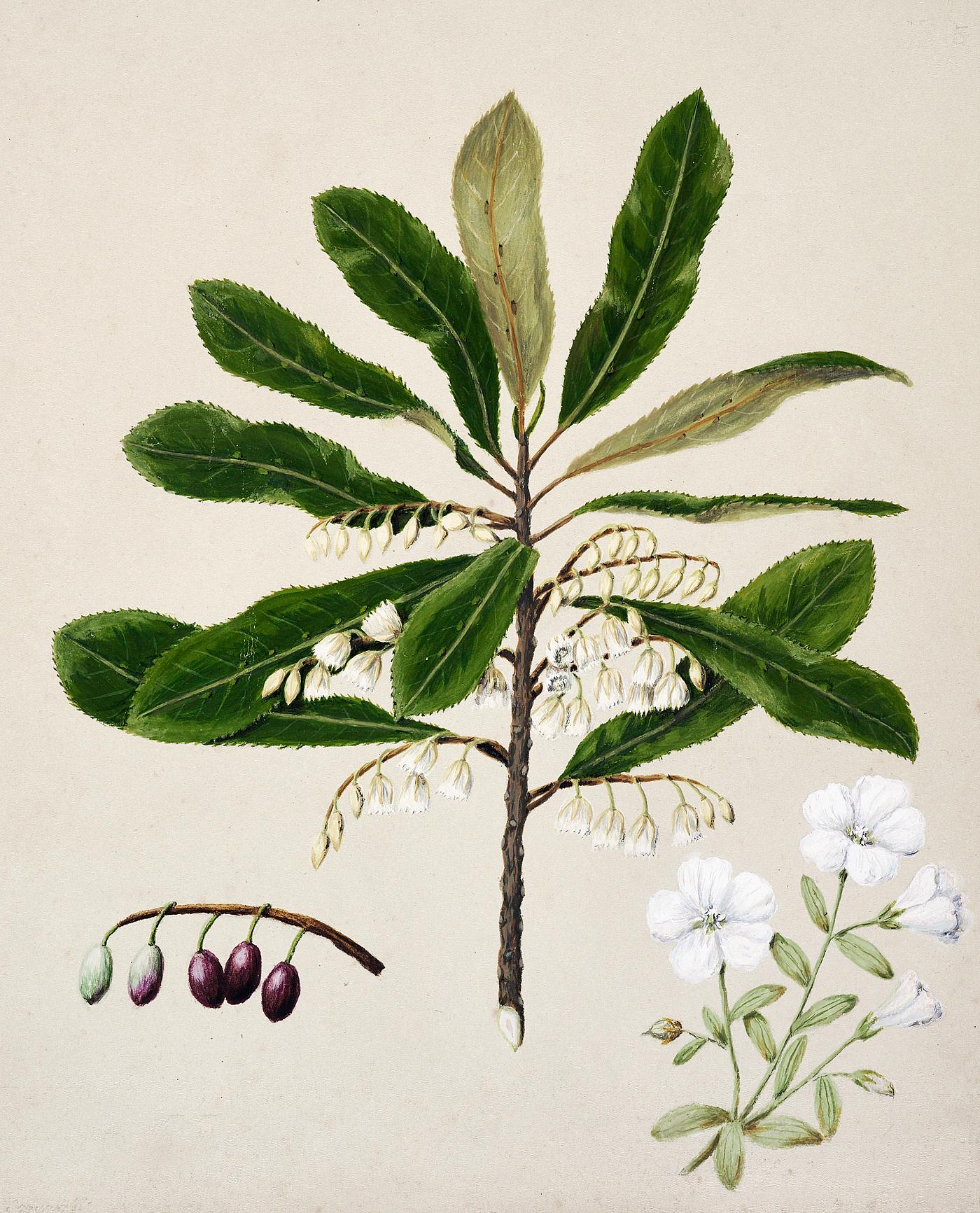 Antique plant Hinau - Eloeocarpus dentatus Rauhina - linum monogynum drawn by Sarah Featon (1848–1927). Original from... Antique plant Hinau - Eloeocarpus dentatus Rauhina - linum monogynum drawn by Sarah Featon (1848–1927). Original from...