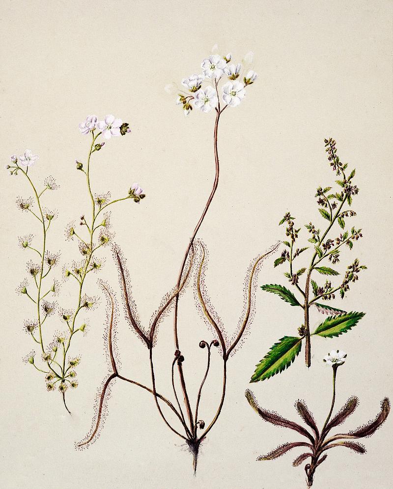 Antique plant Drosera arcturi - Haloragisalata drawn by Sarah Featon(1848 - 1927). Original from Museum of New Zealand. Digitally enhanced by rawpixel. Antique plant Drosera arcturi - Haloragisalata drawn by Sarah Featon(1848 - 1927). Original from Museum of New Zealand.…