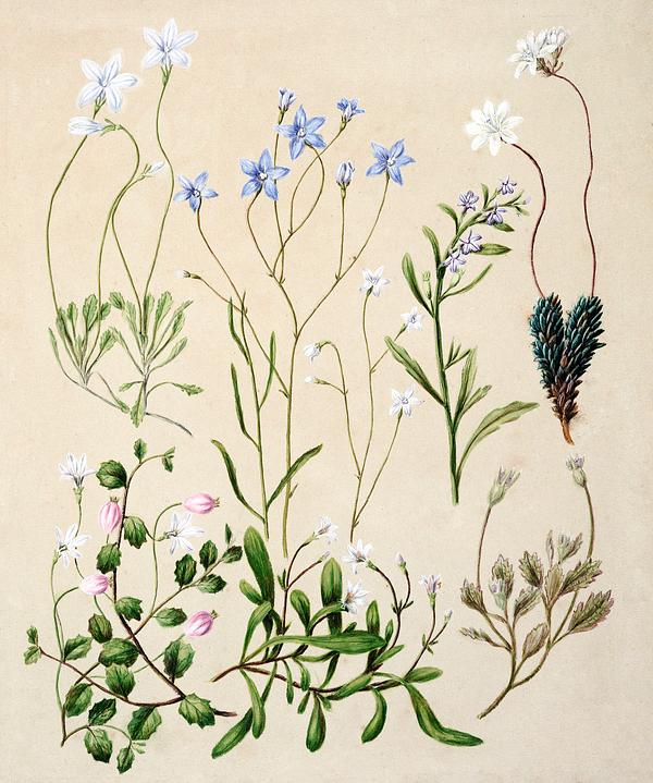Antique plant drawn by Sarah Featon (1848&nda.. | Free public domain ...