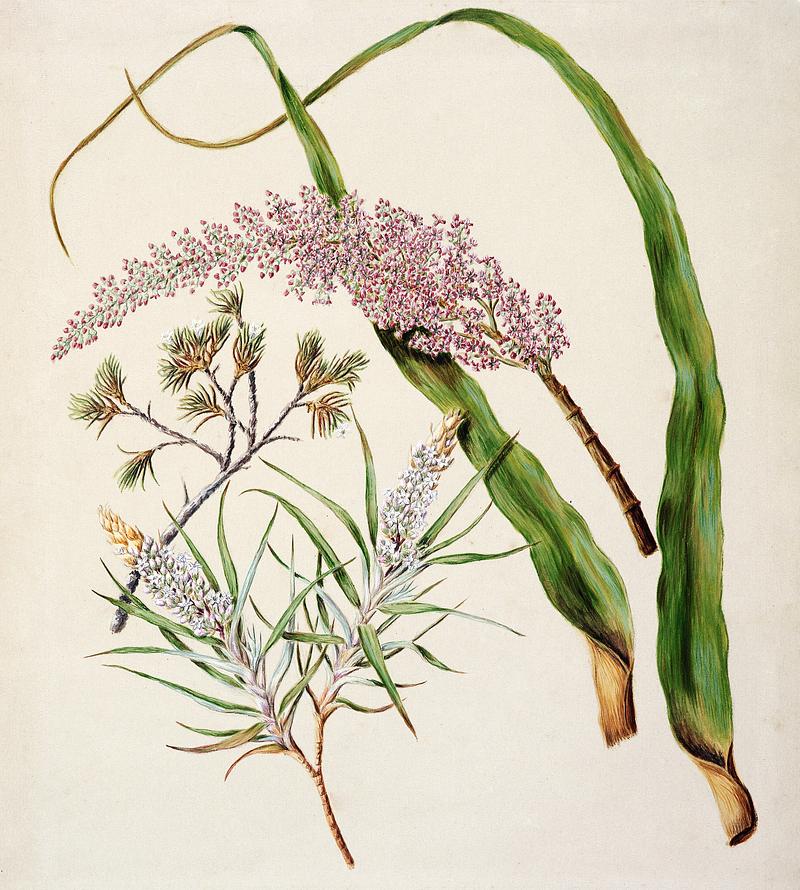 Antique plant Dracophyllum latifolium Neinei Dracophyllum strictum Dracophyllum uniflorum Turpentine scrub drawn by Sarah Featon(1848 - 1927). Original from Museum of New Zealand. Digitally enhanced by rawpixel. Antique plant Dracophyllum latifolium Neinei Dracophyllum strictum Dracophyllum uniflorum Turpentine scrub drawn by Sarah…