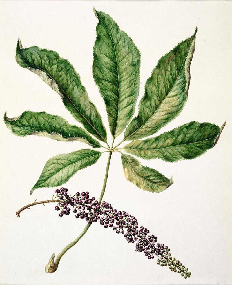 Antique plant drawn by Sarah Featon(1848 - 1927). Original from Museum of New Zealand. Digitally enhanced by rawpixel. Antique plant drawn by Sarah Featon(1848 - 1927). Original from Museum of New Zealand. Digitally enhanced by rawpixel.
