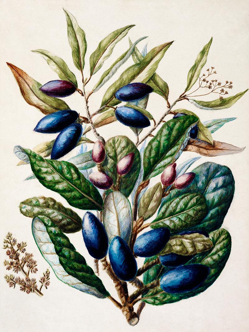 Antique plant Beilschmiedia Taiaire Tawa drawn by Sarah Featon(1848 - 1927). Original from Museum of New Zealand. Digitally enhanced by rawpixel. Antique plant Beilschmiedia Taiaire Tawa drawn by Sarah Featon(1848 - 1927). Original from Museum of New Zealand. Digitally…