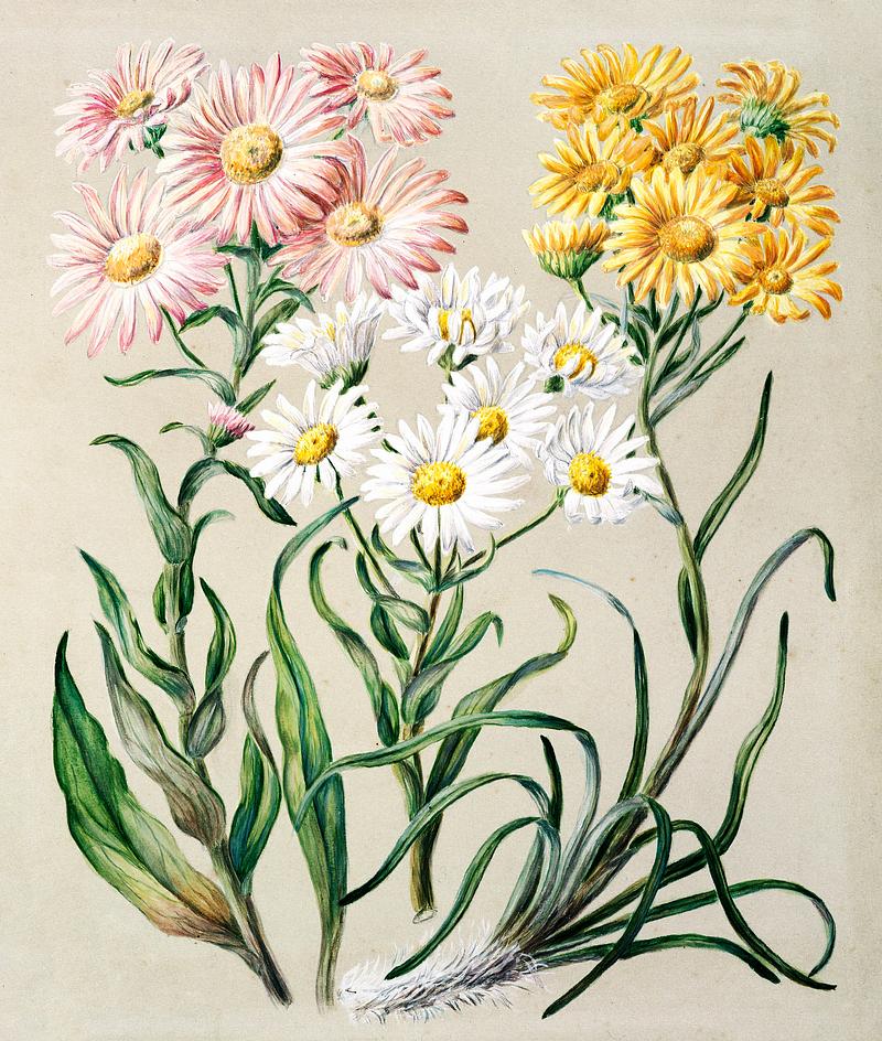 Antique plant New Zealand snow groundsels drawn by Sarah Featon(1848 - 1927). Original from Museum of New Zealand. Digitally enhanced by rawpixel. Antique plant New Zealand snow groundsels drawn by Sarah Featon(1848 - 1927). Original from Museum of New Zealand. Digitally…