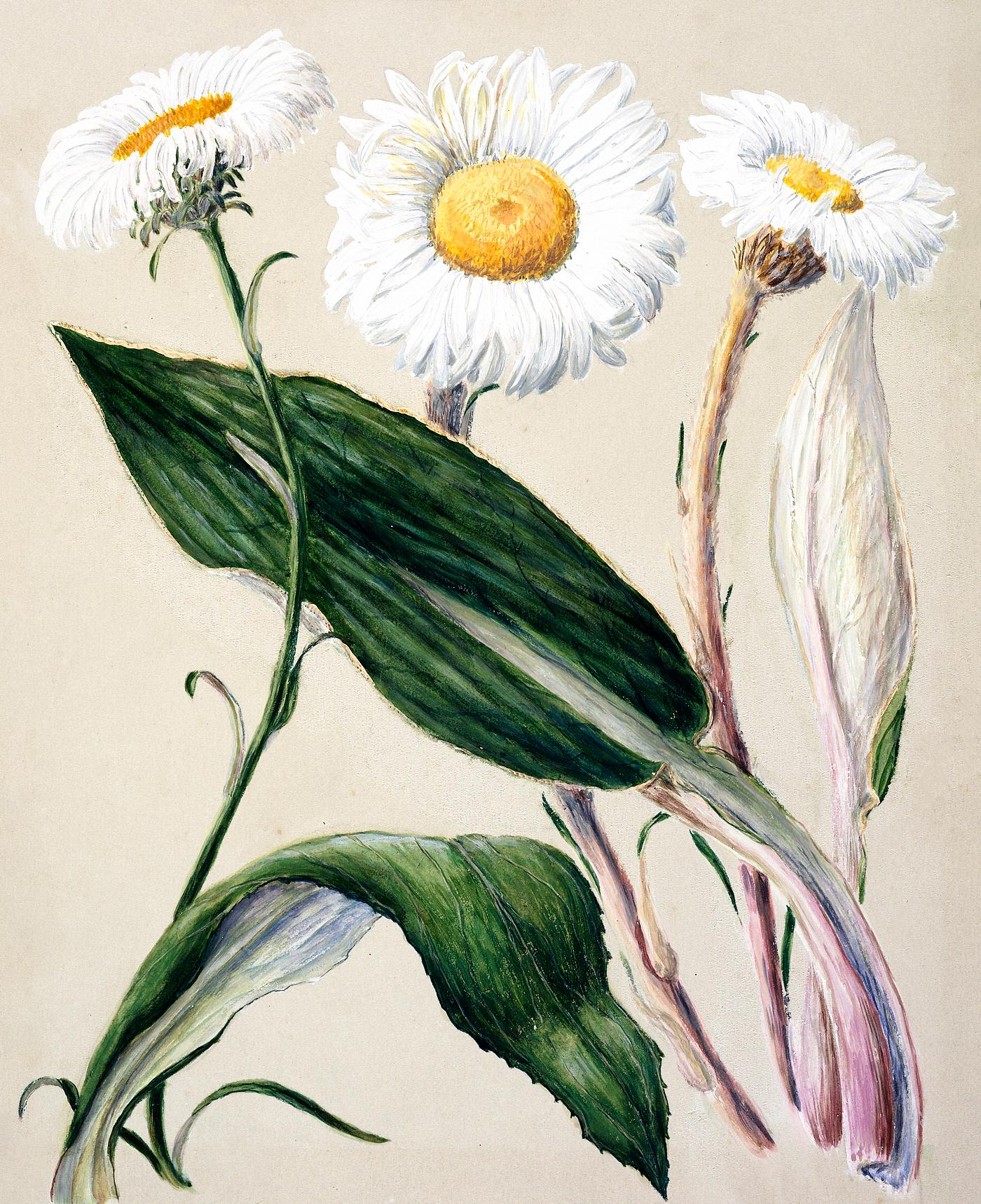 Antique plant New Zealand mountain daisies drawn by Sarah Featon (1848–1927). Original from Museum of New Zealand.... Antique plant New Zealand mountain daisies drawn by Sarah Featon (1848–1927). Original from Museum of New Zealand....