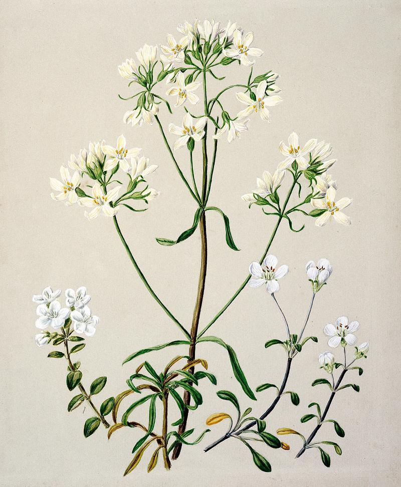 Antique plant New Zealand Gentiana spp drawn by Sarah Featon(1848 - 1927). Original from Museum of New Zealand. Digitally enhanced by rawpixel. Antique plant New Zealand Gentiana spp drawn by Sarah Featon(1848 - 1927). Original from Museum of New Zealand. Digitally…