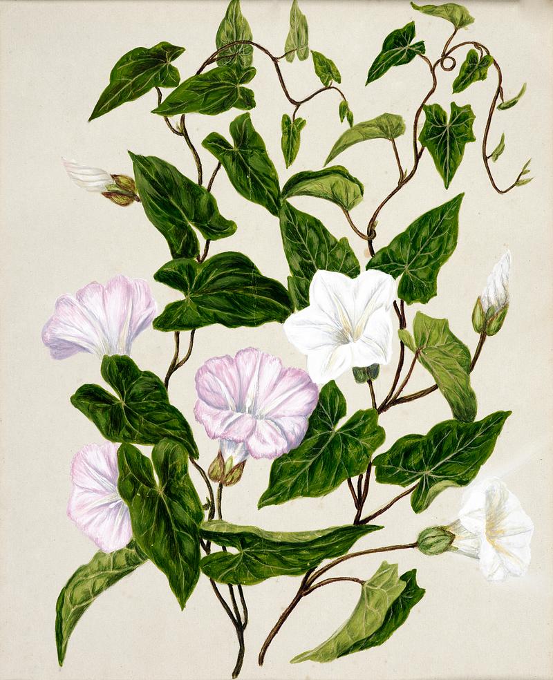 Antique plant Bindweed Pohu drawn by Sarah Featon(1848 - 1927). Original from Museum of New Zealand. Digitally enhanced by rawpixel. Antique plant Bindweed Pohu drawn by Sarah Featon(1848 - 1927). Original from Museum of New Zealand. Digitally enhanced by…