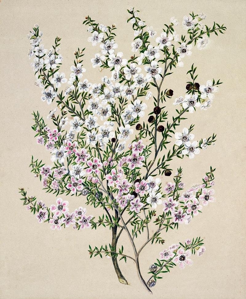 Antique plant Manuk drawn by Sarah Featon(1848 - 1927). Original from Museum of New Zealand. Digitally enhanced by rawpixel. Antique plant Manuk drawn by Sarah Featon(1848 - 1927). Original from Museum of New Zealand. Digitally enhanced by rawpixel.