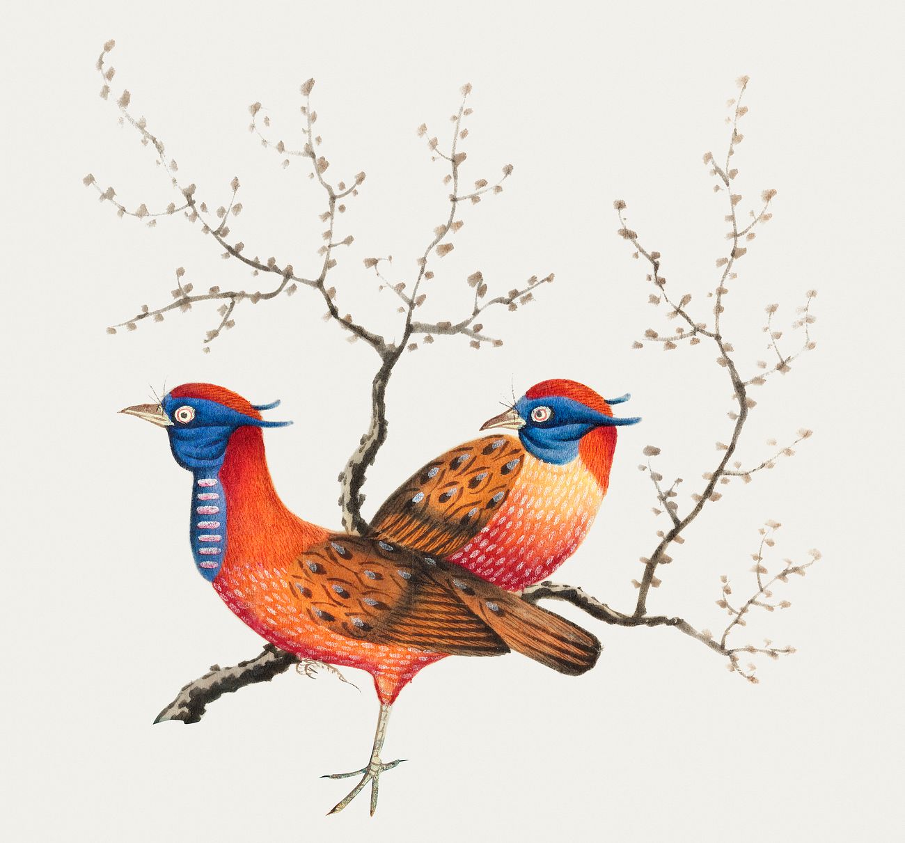 Chinese Painting Featuring Two Pheasant Like Birds With Flowering Plan Royalty Free Illustration 544886
